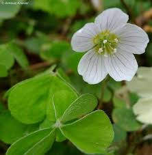 Attēlu rezultāti vaicājumam “Oxalis acetosella”