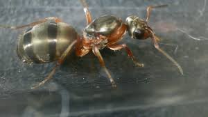 Attēlu rezultāti vaicājumam “Cribraria rufa”