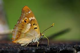 Attēlu rezultāti vaicājumam “Apatura ilia”