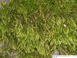 Attēlu rezultāti vaicājumam “Hygroamblystegium tenax”