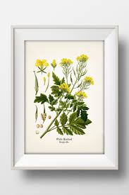 Attēlu rezultāti vaicājumam “Sinapis alba leaf”