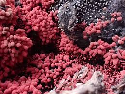 Attēlu rezultāti vaicājumam “Arcyria incarnata spores”