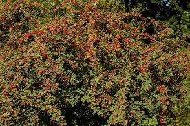 Attēlu rezultāti vaicājumam “Cotoneaster multiflorus leaf”