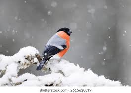 Attēlu rezultāti vaicājumam “Pyrrhula pyrrhula male”