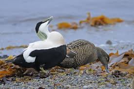 Attēlu rezultāti vaicājumam “Somateria mollissima”