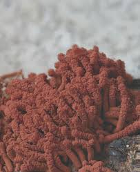 Attēlu rezultāti vaicājumam “Arcyria major macro”