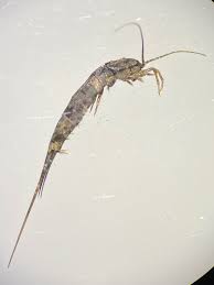 Attēlu rezultāti vaicājumam “Machilidae”