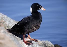 Image result for Melanitta perspicillata