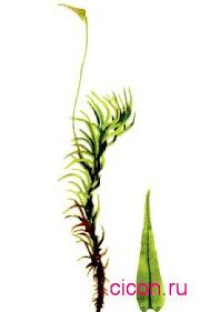 Attēlu rezultāti vaicājumam “Dicranum bonjeanii”