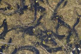 Attēlu rezultāti vaicājumam “Drepanocladus lycopodioides”