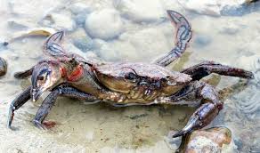 Attēlu rezultāti vaicājumam “Crustacea”