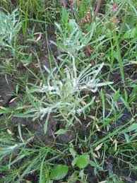 Attēlu rezultāti vaicājumam “Gnaphalium uliginosum leaf”
