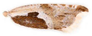 Attēlu rezultāti vaicājumam “Ancylis myrtillana”