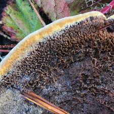 Attēlu rezultāti vaicājumam “Onnia triquetra”