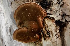 Image result for Podoscypha multizonata