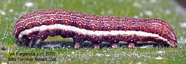 Attēlu rezultāti vaicājumam “Lithomoia solidaginis”