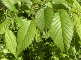 Attēlu rezultāti vaicājumam “Ulmus laevis leaf”