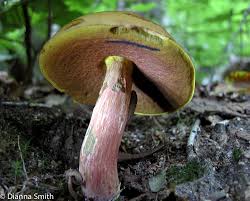 Attēlu rezultāti vaicājumam “Sutorius luridiformis”