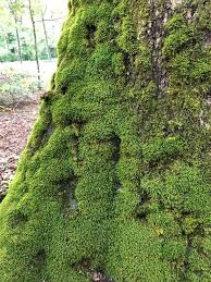 Attēlu rezultāti vaicājumam “Anomodon”