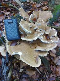 Attēlu rezultāti vaicājumam “Bondarzewia mesenterica”