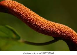 Attēlu rezultāti vaicājumam “Pucciniales”