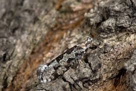 Attēlu rezultāti vaicājumam “Ypsolopha sequella”