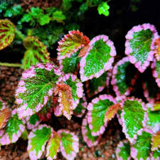 Attēlu rezultāti vaicājumam “Fuligo laevis”