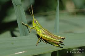 Attēlu rezultāti vaicājumam “Chrysochraon dispar”