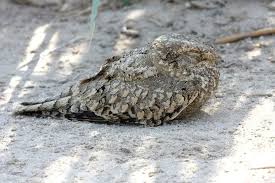 Image result for Caprimulgus aegyptius