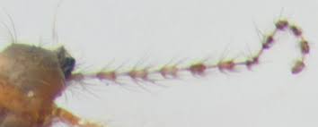 Attēlu rezultāti vaicājumam “Cecidomyiidae”