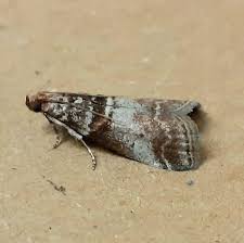 Attēlu rezultāti vaicājumam “Acrobasis advenella”