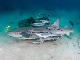 Image result for Nebrius ferrugineus