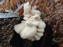 Attēlu rezultāti vaicājumam “Hericium cirrhatum”