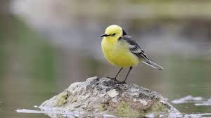 Attēlu rezultāti vaicājumam “Motacilla citreola”