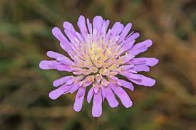 Image result for Knautia arvensis