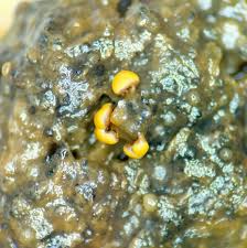 Attēlu rezultāti vaicājumam “Cribraria cancellata var. fusca stalked”