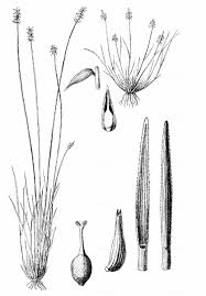 Attēlu rezultāti vaicājumam “Carex davalliana”