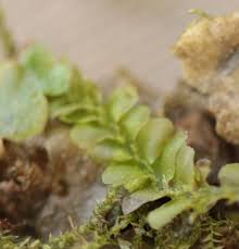 Attēlu rezultāti vaicājumam “Chiloscyphus pallescens”