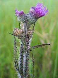 Attēlu rezultāti vaicājumam “Cirsium palustre flower”
