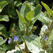 Attēlu rezultāti vaicājumam “Veronica beccabunga”