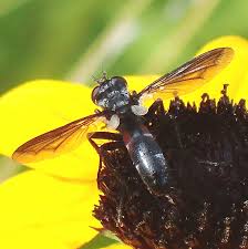 Attēlu rezultāti vaicājumam “Cylindromyia sp.”