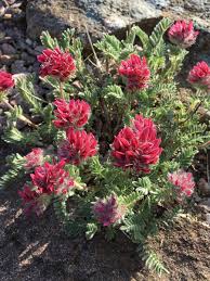 Image result for Anthyllis vulneraria rubra