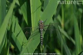 Attēlu rezultāti vaicājumam “Brachytron pratense”