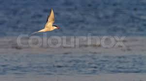 Attēlu rezultāti vaicājumam “Sterna hirundo adult”