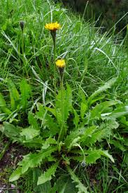 Attēlu rezultāti vaicājumam “Leontodon hispidus”