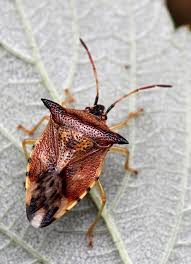 Attēlu rezultāti vaicājumam “Elasmucha ferrugata”