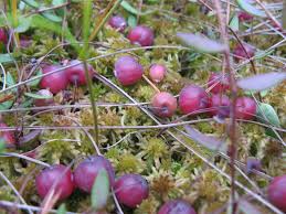 Attēlu rezultāti vaicājumam “Oxycoccus palustris”