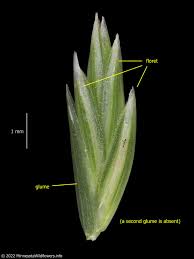 Attēlu rezultāti vaicājumam “Lolium perenne”