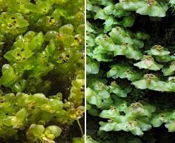 Attēlu rezultāti vaicājumam “Scapania nemorea”