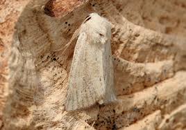 Attēlu rezultāti vaicājumam “Chortodes fluxa”